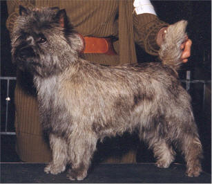 CH.RED LION MOXIE OF CAIRNCROFT