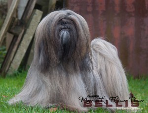 Bellis - Lhasa Apso