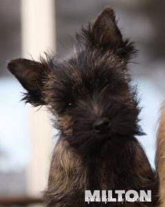 milton